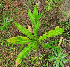 Hicksbeachia pinnatifolia