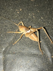 Pediodectes haldemanii