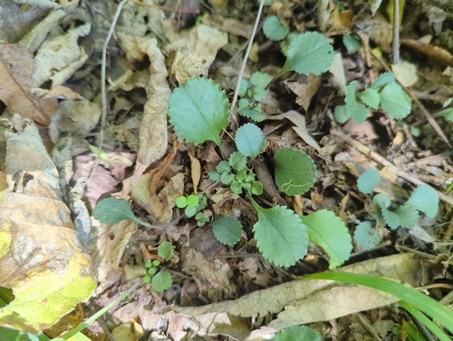 Packera obovata, 2026-10-06