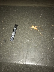 Pediodectes haldemanii