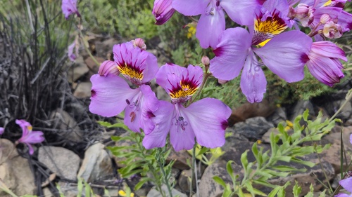 Alstroemeria philippii (Alstroemeria philippii)