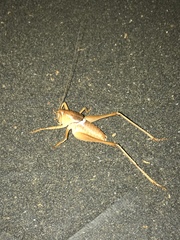 Pediodectes haldemanii