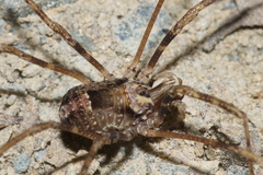 Forsteropsalis inconstans