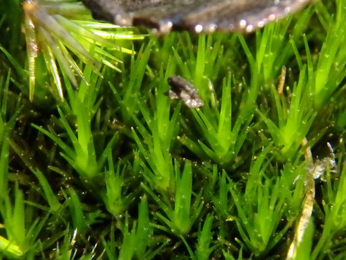 Campylopus bicolor