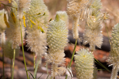 Ptilotus xerophilus