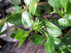 Opercularia ovata