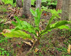 Hicksbeachia pinnatifolia
