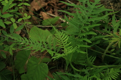 Saussurea odontolepis