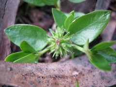 Opercularia ovata