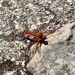 Sympetrum illotum