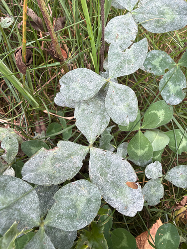Clover Powdery Mildew