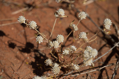 Gomphrena lanata