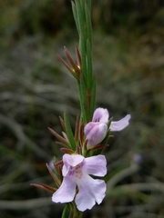 Hemigenia purpurea