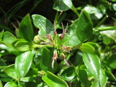 Opercularia ovata