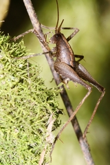 Pleioplectron hudsoni