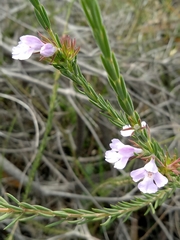 Hemigenia purpurea