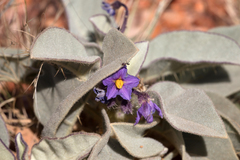 Solanum quadriloculatum