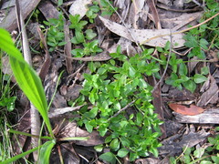 Opercularia ovata