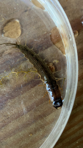 Spring Fishfly