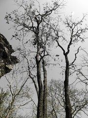 Lagerstroemia parviflora