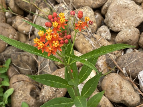 tropical milkweed