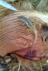Anolis oculatus