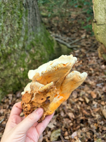 chicken of the woods