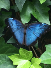 Morpho helenor narcissus