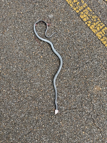 North American Racer