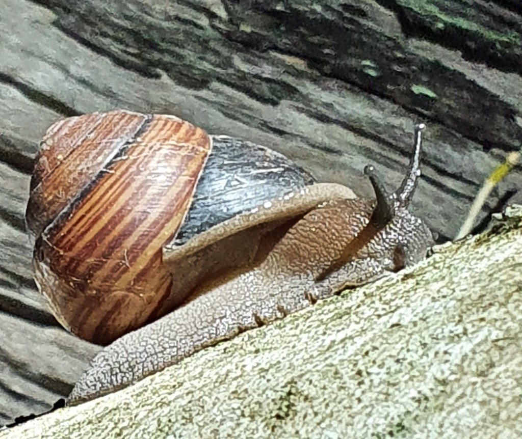 Sphaerospira