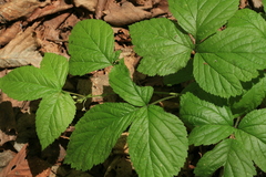 Rubus saxatilis
