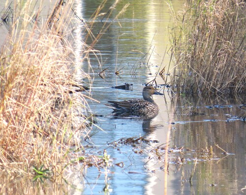 Northern Pintail