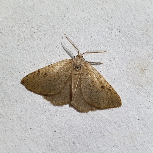 Isturgia miniosaria