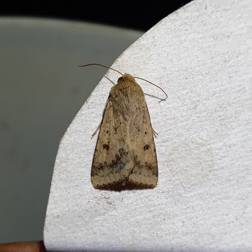 Cotton Bollworm Moth