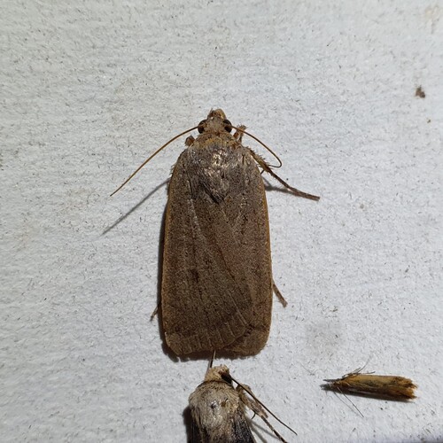 Lesser Yellow Underwing