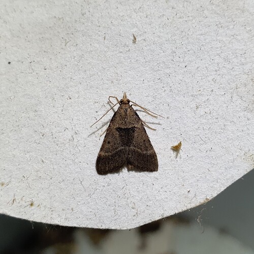 Stemmatophora brunnealis