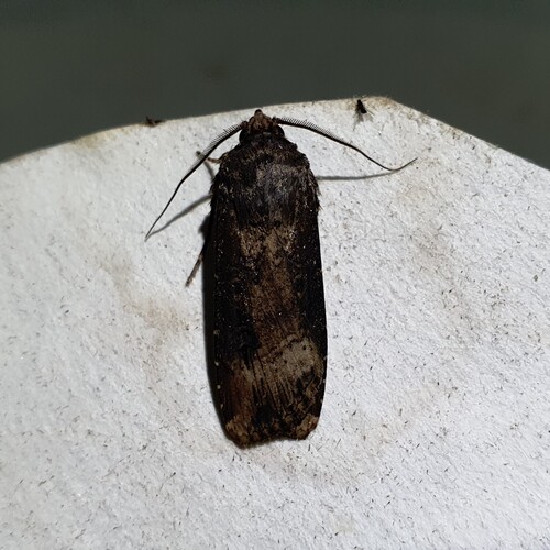 Ipsilon Dart Moth