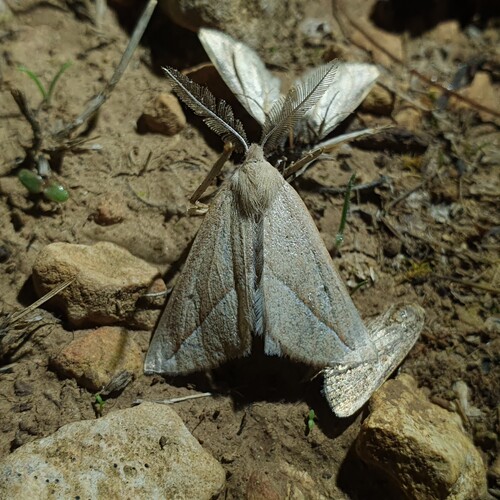 Compsoptera opacaria