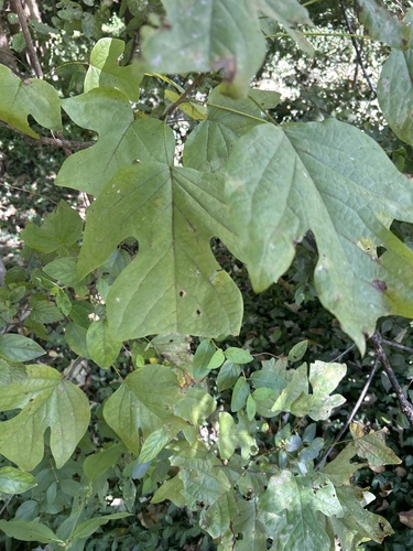 American tuliptree