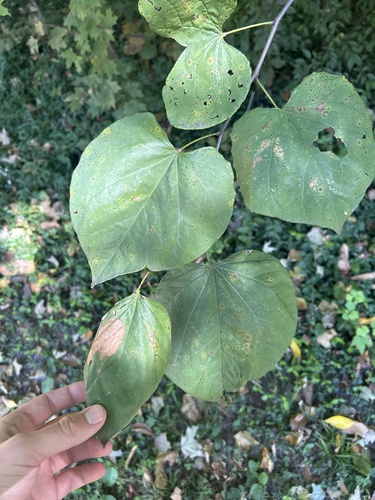eastern redbud