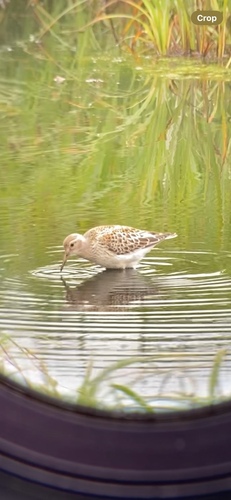 Calidris ptilocnemis observed 2026-10-06