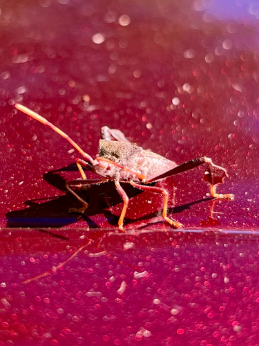 Leptoglossus oppositus