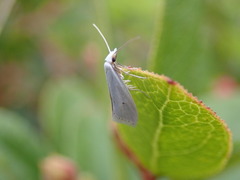 Eucalantica polita