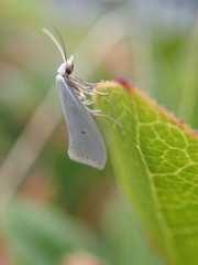 Eucalantica polita