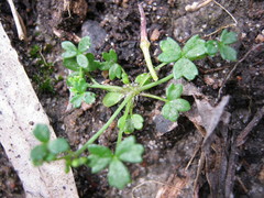 Hydrocotyle foveolata