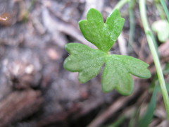 Hydrocotyle foveolata