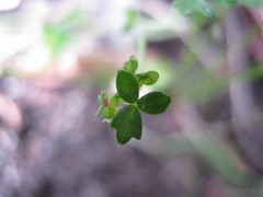 Hydrocotyle foveolata