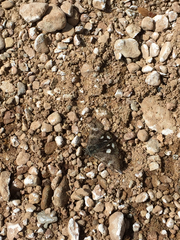 Litocala sexsignata