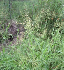 Dichanthelium scoparium