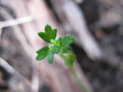 Hydrocotyle foveolata